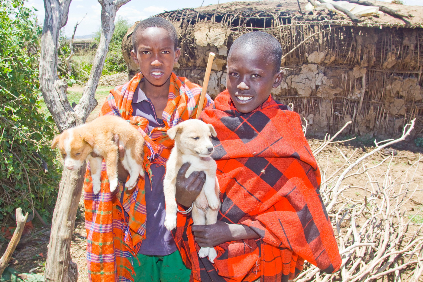 Massaiboys with puppies Massaiboys with puppies